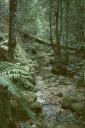 Blue Mountains, Regenwald